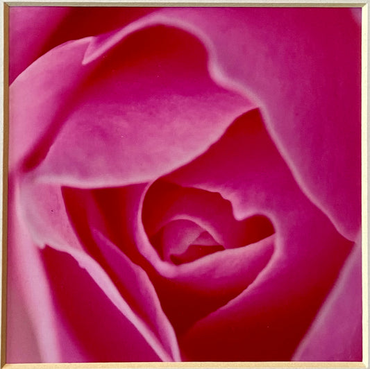 Pink Rose Square print - Limited Edition - valentines special